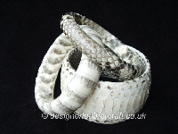 Natural Python Snakeskin Bangles